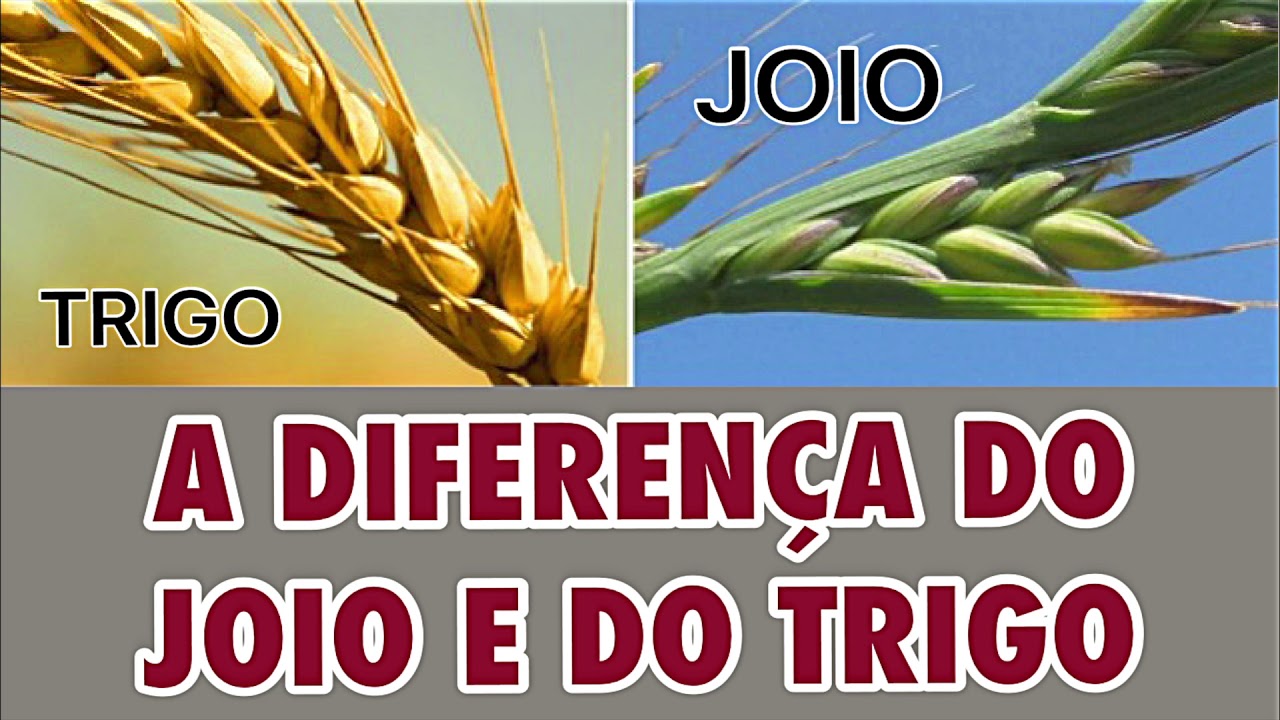 ​“HORA DE SEPARAR O JOIO DO TRIGO”